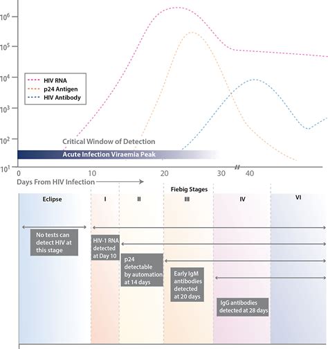 rapid hiv test accuracy chart